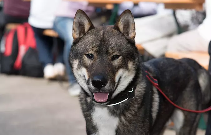 Black and White Shikoku dog