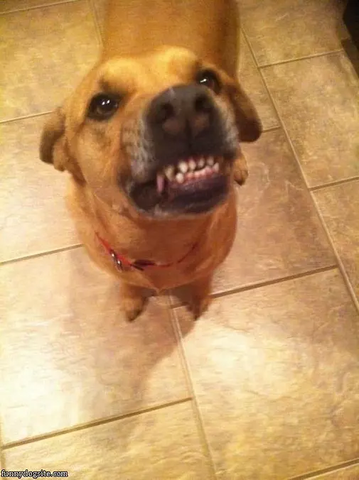 Cheeeeese