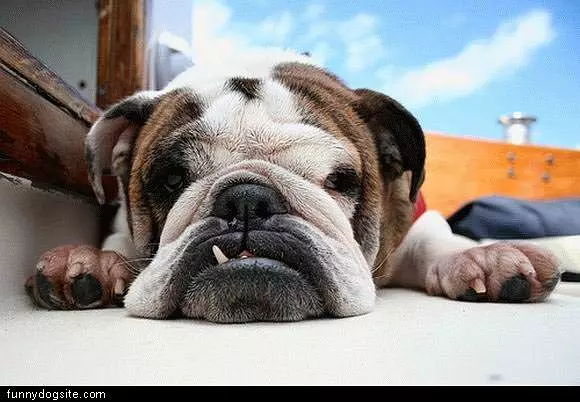 Toothy Bull Dog