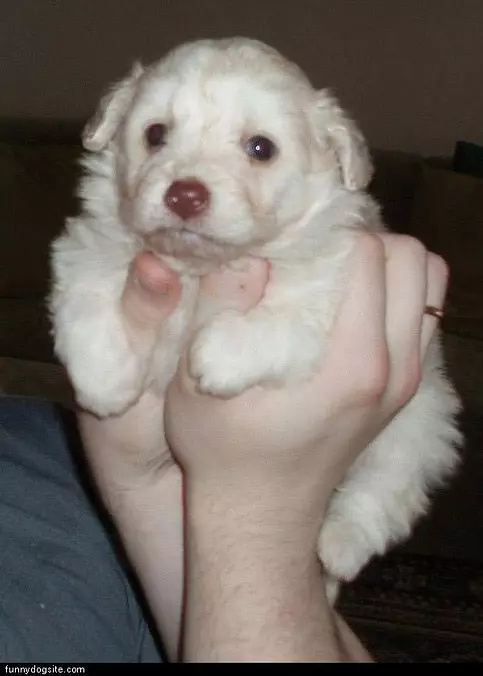 Pudgie Little Puppy