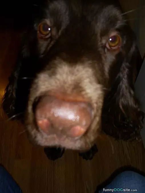 The Nose