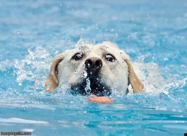 Fetch