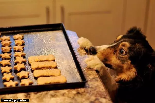 Dog Wants Some Cookies