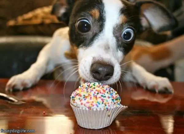 Nom Nom Cupcake