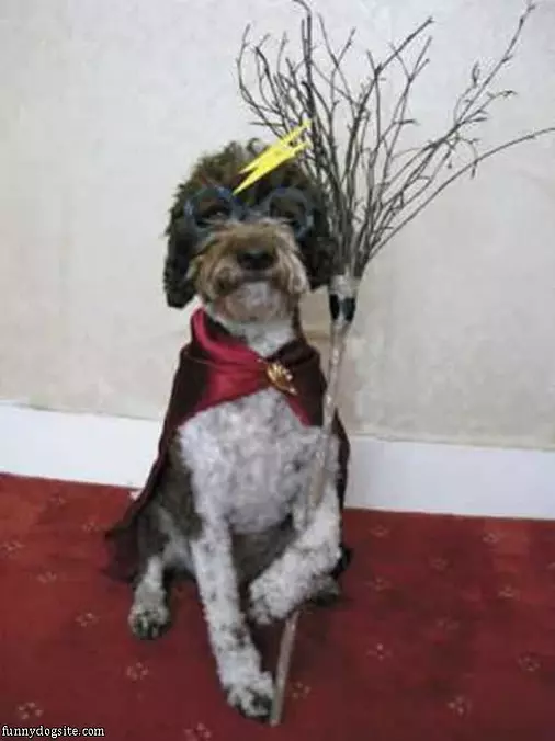 Amazing Dog