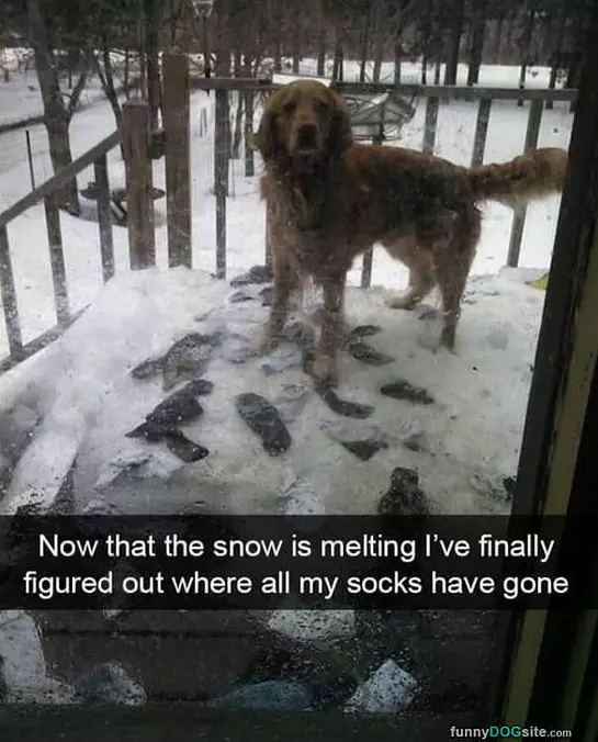 Where Did My Socks Go