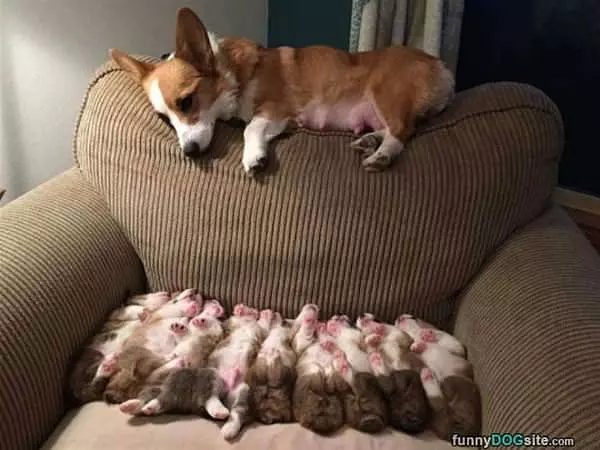My New Fam