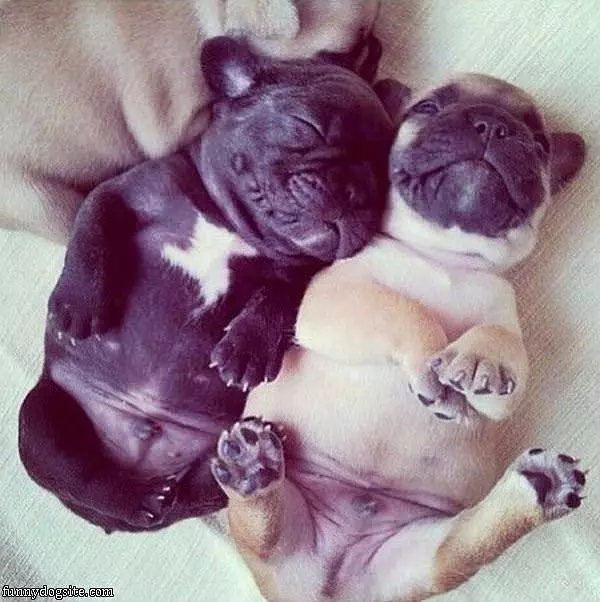 Cute Ahd Sleepy