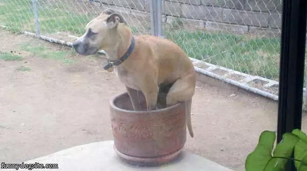 Toby On The Pot