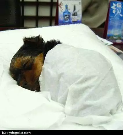 Sleeping Pup