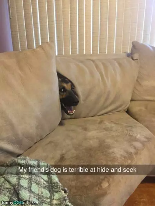 Terrible At Hide And Seek