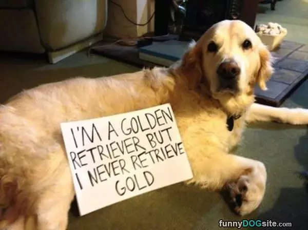 Golden Retriever