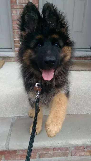 What Big Ears You Have