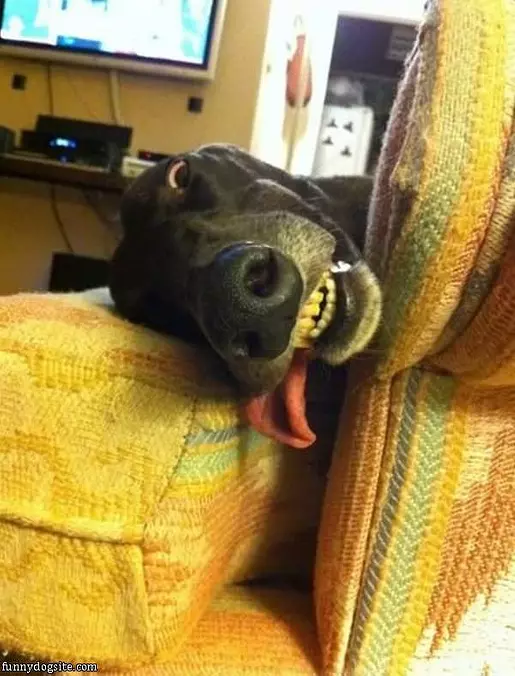 Growling And Sleeping