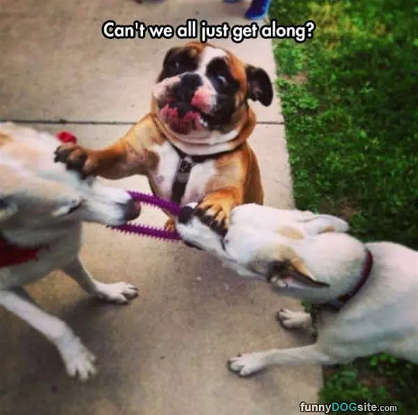 All-just-get-along