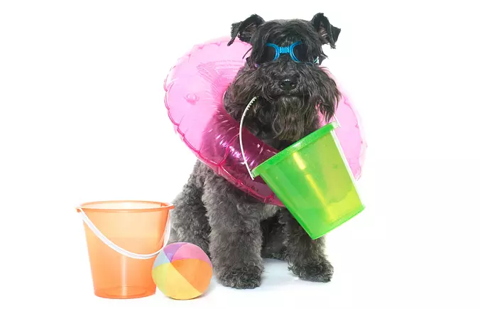 Funny Kerry Blue Terrier