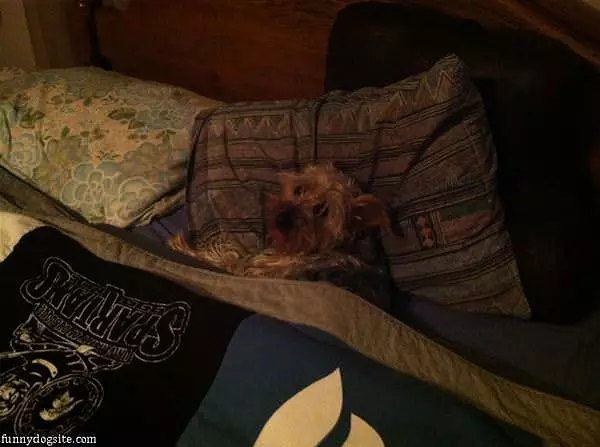 Tuffy Taking A Nap