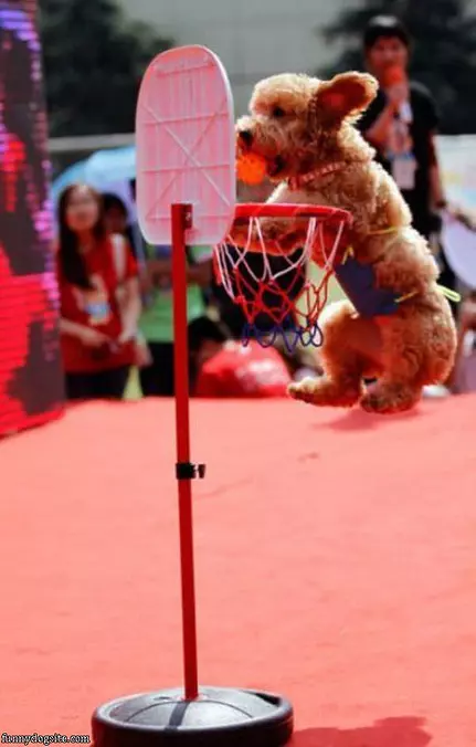 Dunk It