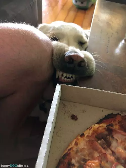 Pizza Please