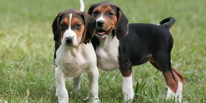Treeing Walker Coonhound pu...