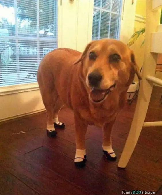 New Fancy Shoes