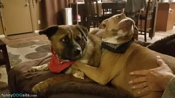 The Best Of Buds