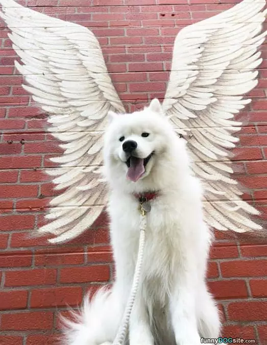 An Angel