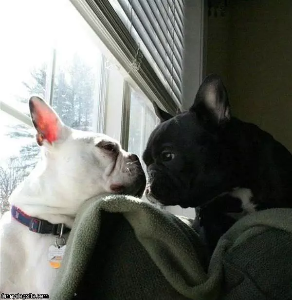 Stare Off
