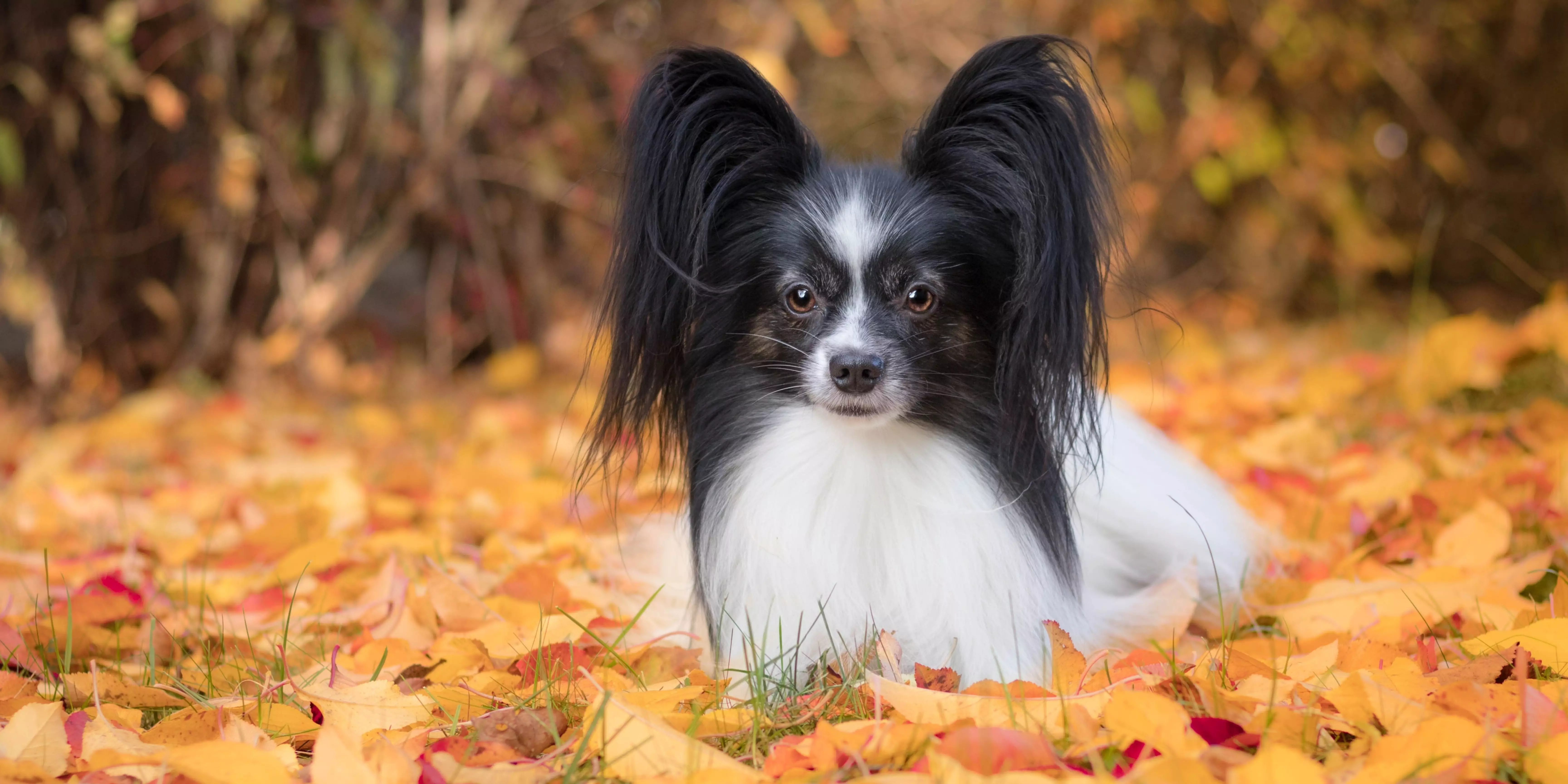 Papillon