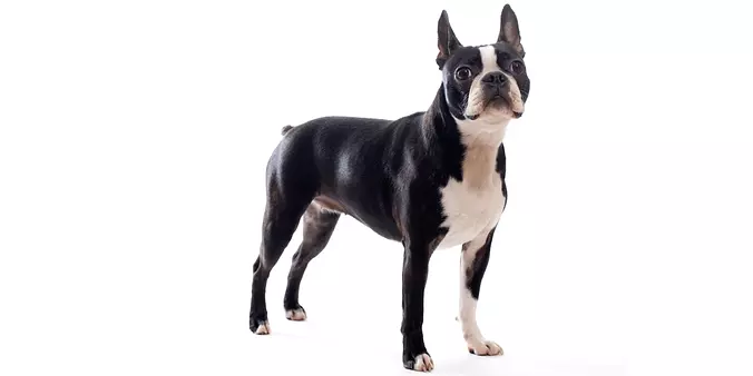 black and white Boston Terrier
