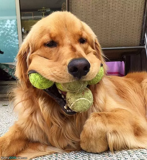 Fetching Them All