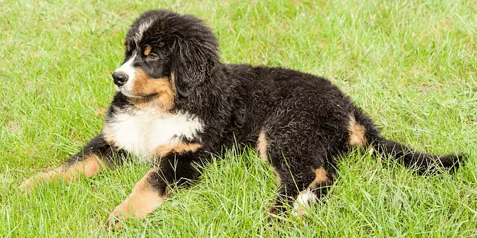 Bernese Mountain puppy