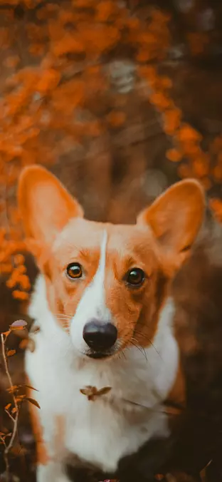 Pembroke Welsh Corgi