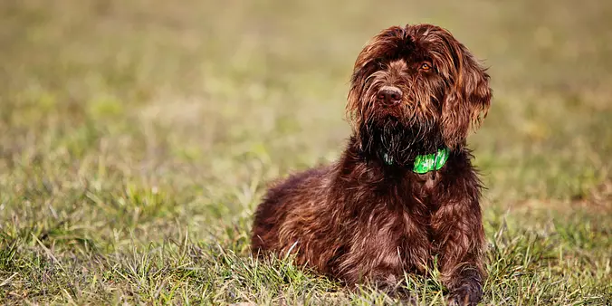 Pudelpointer