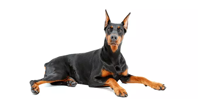 Doberman Pinscher
