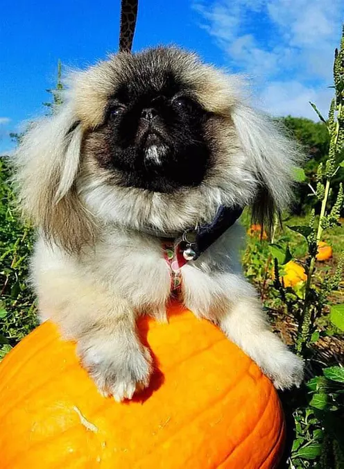 Pumpking Hunter