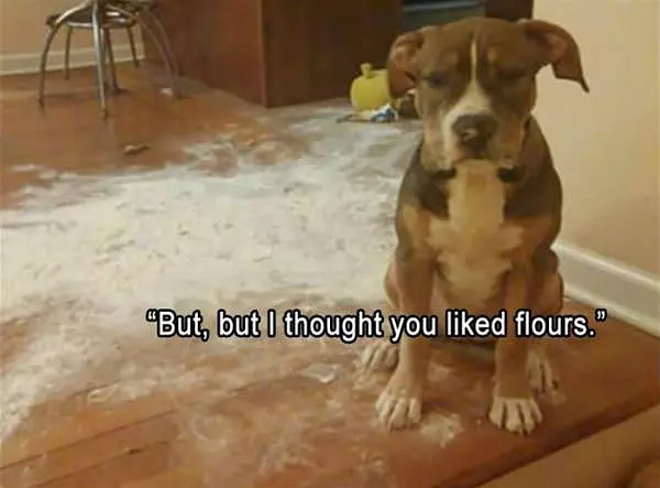 I Thought You Liked Flour