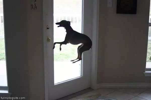 The Flying Dog