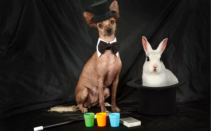 Magician Xoloitzcuintli dog