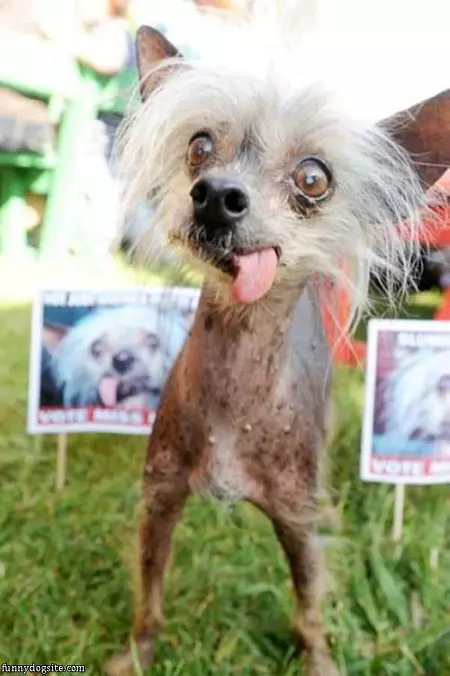 Ugly Funny Dog