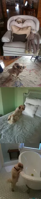 Fun Dog Compilation