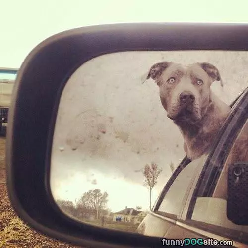 Driiive Human