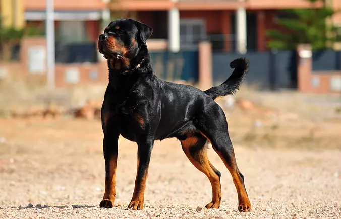 Rottweiler