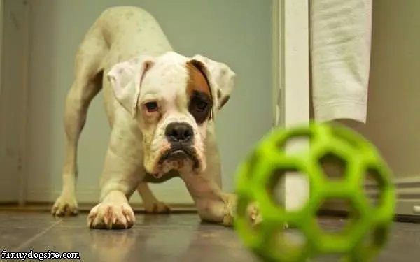 I Am Getting That Ball