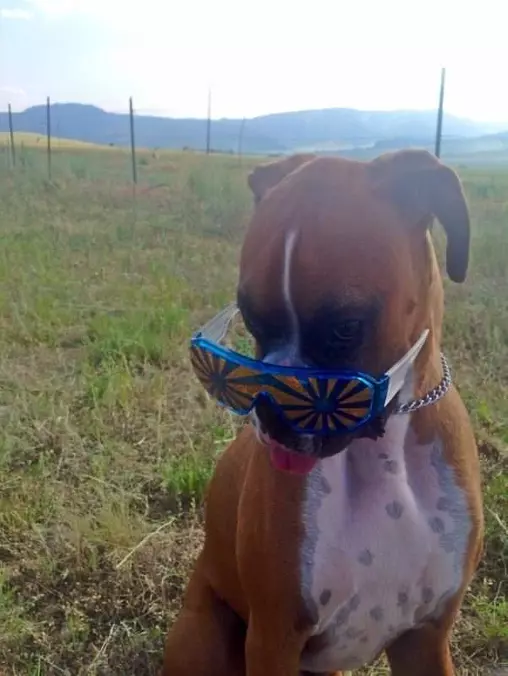 Woof Woof Woof