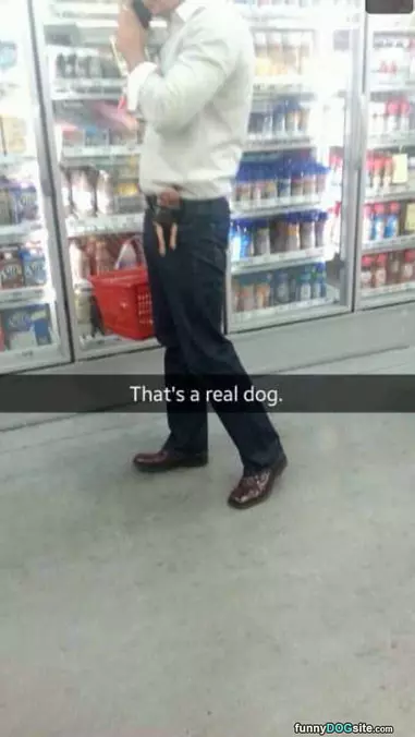 Tiny Dog