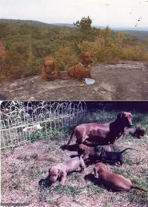 Hot Dogs Family