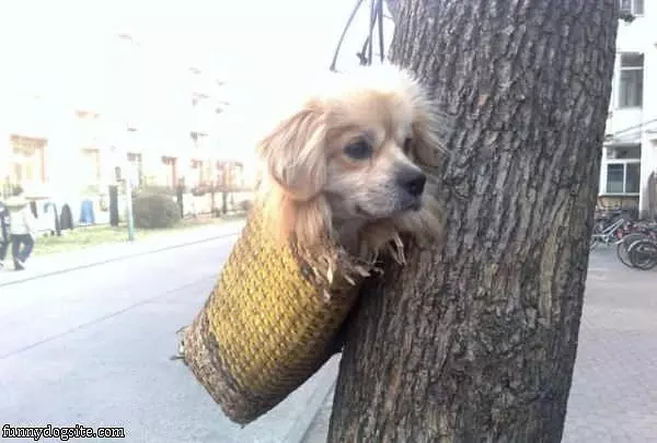 Dog In A Bag