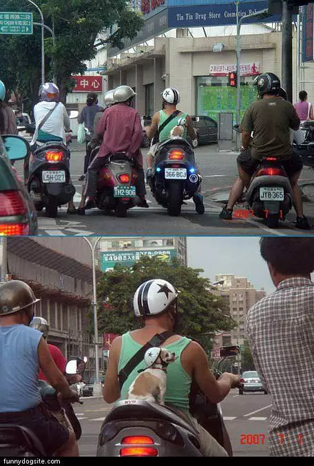 Biker Dog