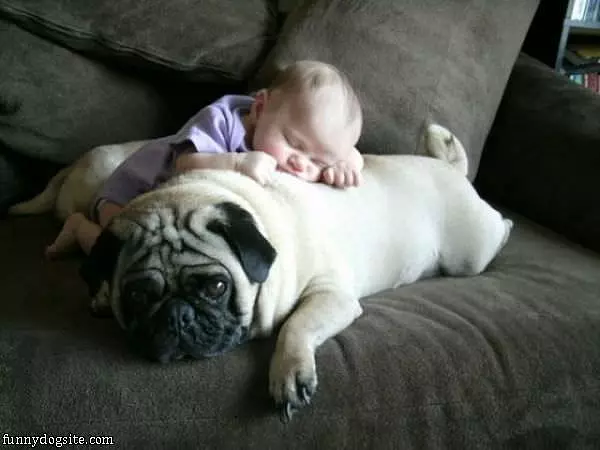 Great Pillow Pug